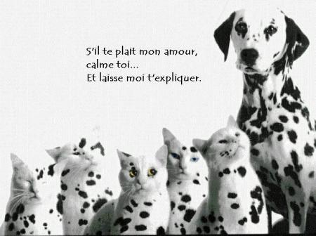 chien-chat...